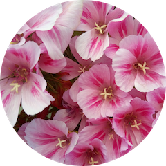 Mnemosyne Private Capital